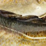 UK’S TOP THREE SUSTAINABLE FISH AND CHIP SHOPS ANNOUNCED