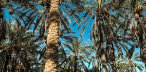 FriWite - The Perfect Fully Sustainable Palm Oil